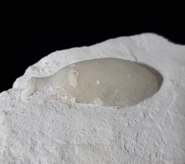 Stachel eines Tylocidaris baltica (SCHLTER 1892) - Bild © FossNet FossilienStore